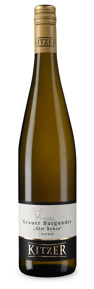 Kitzer Grauer Burgunder Alte Reben sec 2024 – Gold